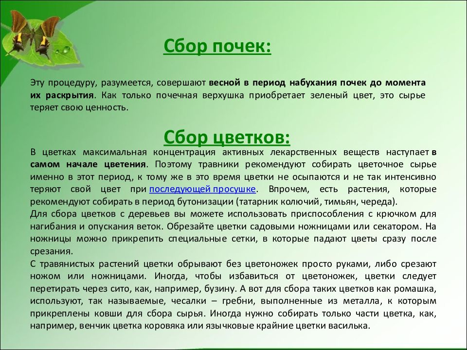 Что такое сбор. Сроки сбора почек. Правила сбора и сушки почек. Сроки сбора почек в период. Почки правила сбора и время.