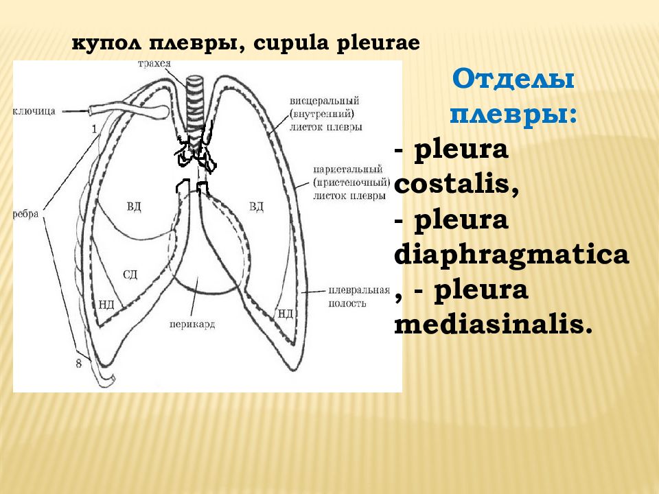 Серозная полость. Плевра строение листки плевральная полость синусы. синусы париетальной плевры. топография плевры схема. топография синусов плевры.
