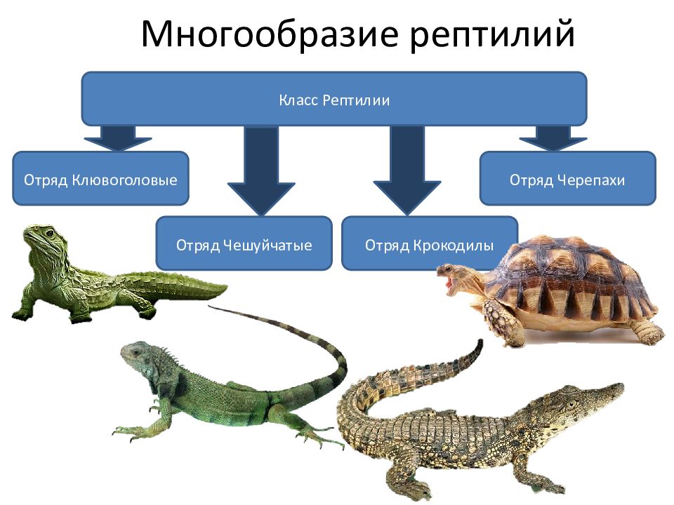 Класс рептилии биология 7 класс презентация