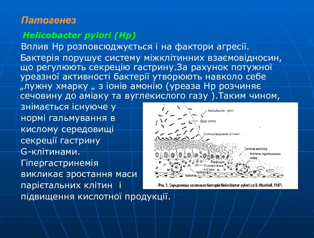 Хеликобактер патогенез. Бактерии helicobacter pylori симптомы. Уреаза хеликобактер пилори. Патогенез helicobacter pylori язвенная болезнь. Этиология хеликобактер пилори.