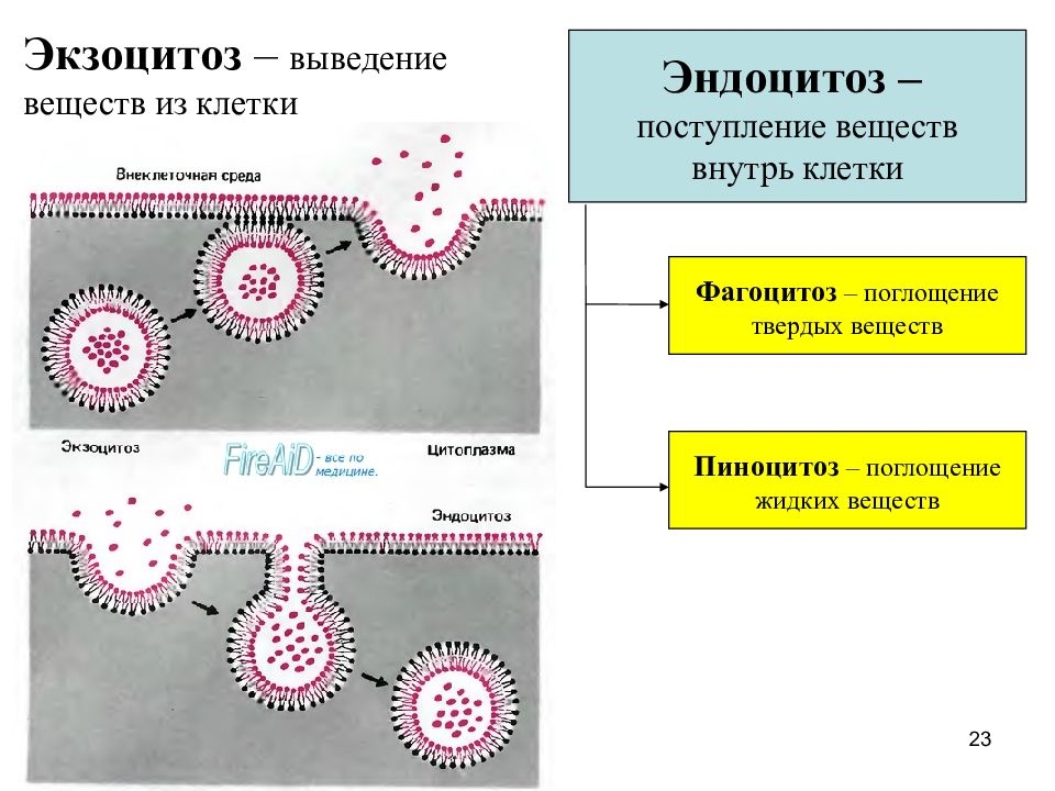 Структурно функциональная организация клеток. Выведение веществ из клетки. Способы выведения веществ из клетки. Процесс выведения веществ из клетки.