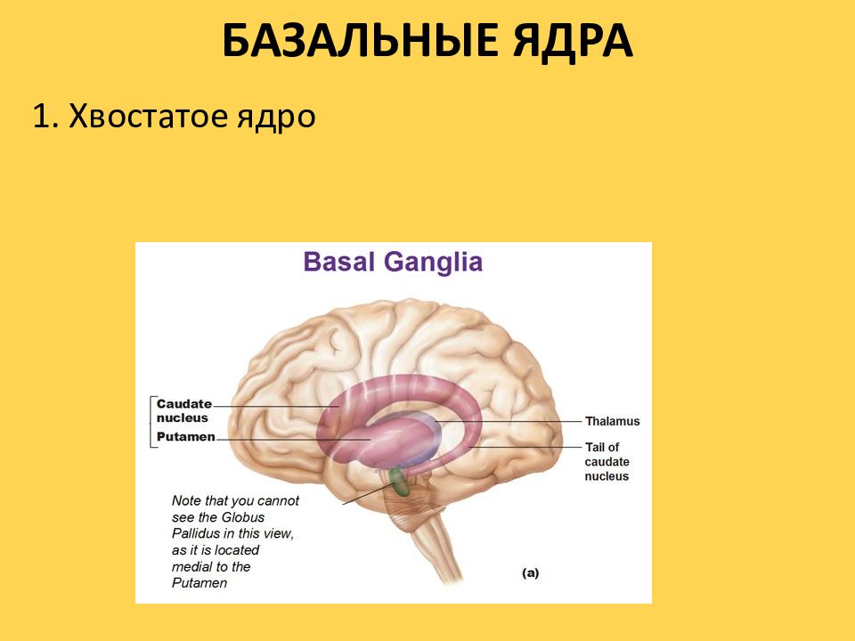 Мозг 2 ответы. Хвостатое ядро строение. Базальные ядра хвостатое ядро. Конечный мозг презентация. Укажите части хвостатого ядра.