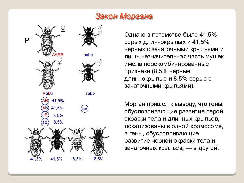 Закон моргана биология презентация