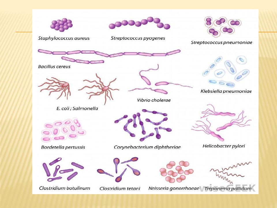 Бактерии примеры 7