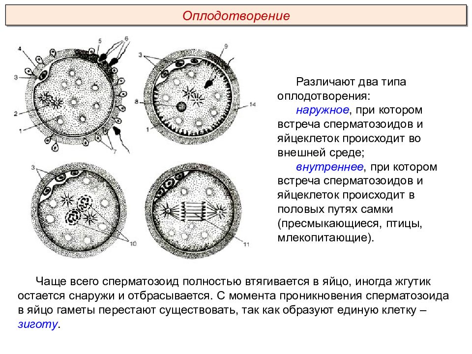 Последовательность стадий оплодотворения. Схема процесса оплодотворения человека. Этапы оплодотворения схема. Охарактеризовать процесс оплодотворения. Наружное оплодотворение схема.