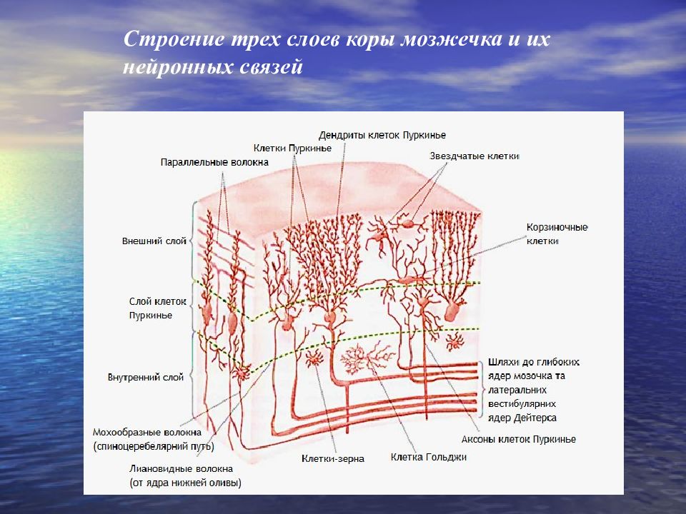 Схема коры мозжечка гистология