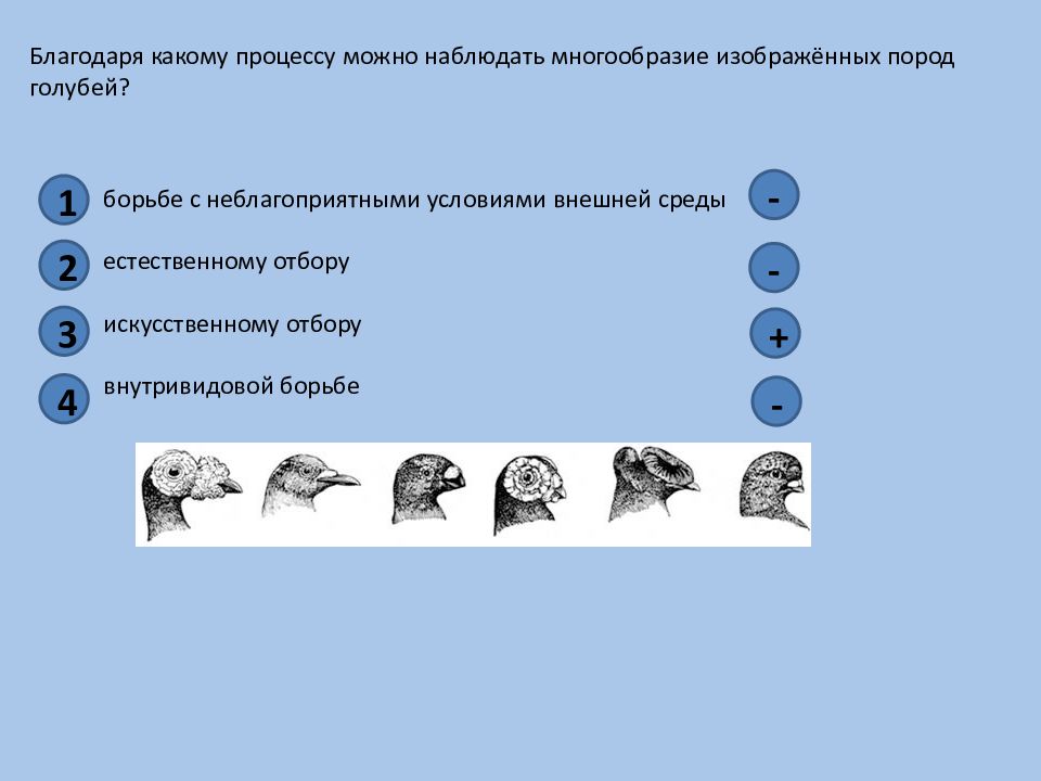 Какая форма отбора представлена на рисунке по каким признакам производился отбор голуби