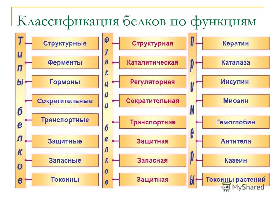 Классификация белков. Классификация белков по биологическим функциям. Классификация белков по выполняемым функциям. Схема классификации белков. Белки классификация таблица.