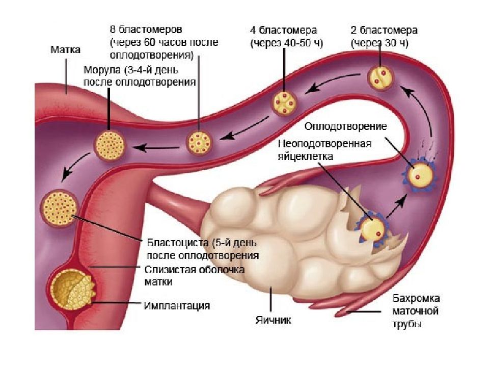 Оплодотворение яйцеклетки в яичнике. Оплодотворение яйцеклетки в маточных трубах. Процесс овуляции и зачатия в картинках. Движение яйцеклетки по маточной трубе. Продвижение яйцеклетки по маточной трубе.