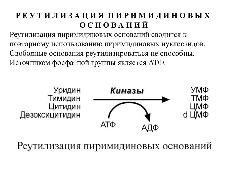 Свободные основания. Реутилизация пуриновых оснований. Реутилизация пуриновых оснований реакции. Реутилизация пиримидиновых оснований. Схемы реутилизации пуриновых азотистых оснований.