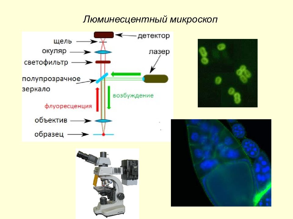 Флуоресцентная микроскопия метод