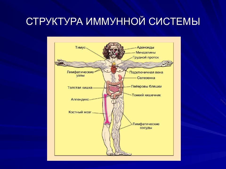 Иммунная система презентация анатомия