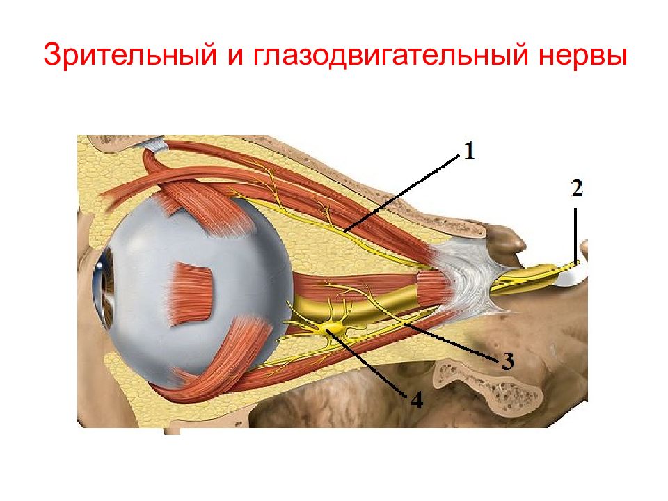 Глазодвигательный нерв анатомия схема