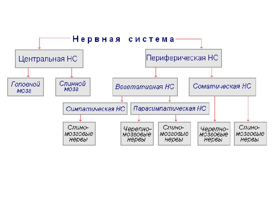 Периферическая нервная система схема