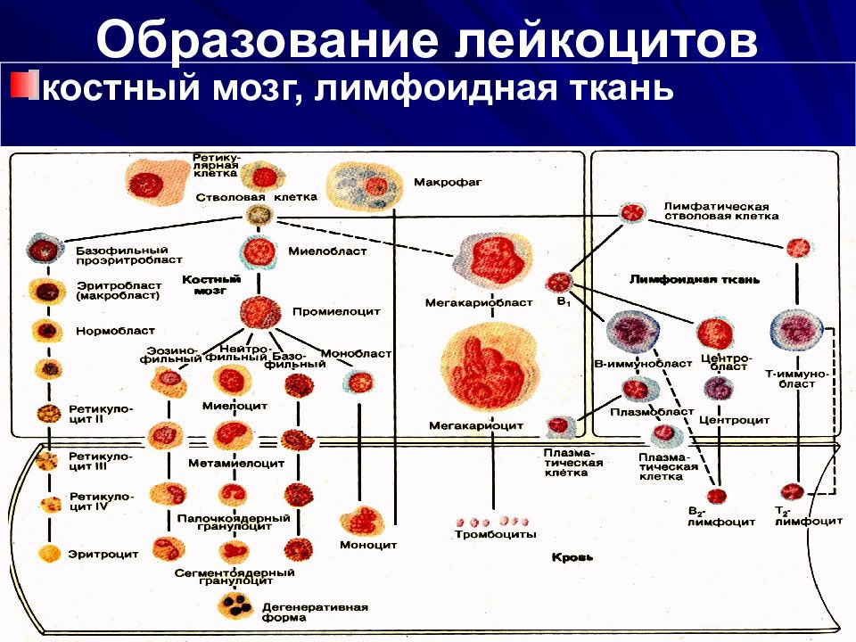 Схема кроветворения в норме