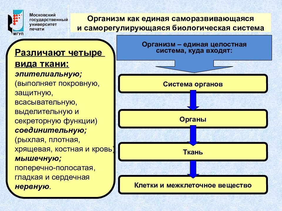 Человек как единое целое. Социально-биологические основы физической культуры личности. Организм как саморазвивающаяся система. Организм, как Единая саморазвивающаяся и саморегулирующая система.. Организм как саморегулирующаяся биологическая система.