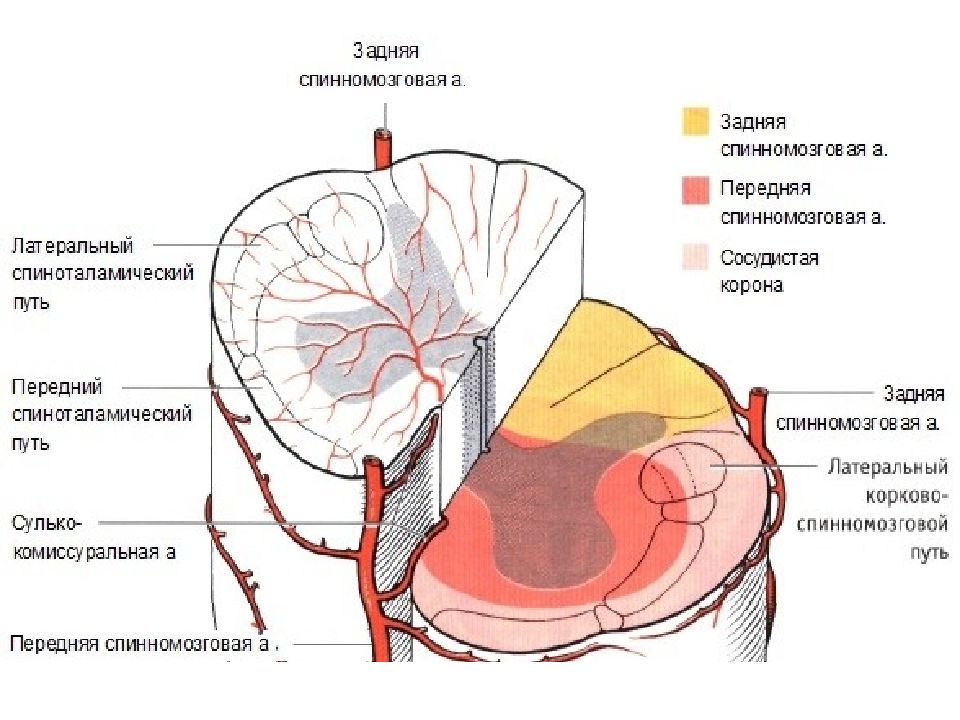 Спинальный кровообращение. Задняя спинномозговая артерия анатомия. Кровоснабжение и иннервация спинного мозга. Схема кровоснабжения головного и спинного мозга. Кровоснабжение спинного мозга венозный отток.
