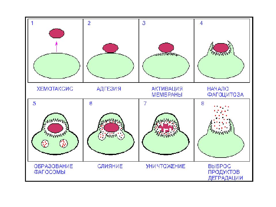 Низкий фагоцитоз. Этапы фагоцитоза. Стадии фагоцитоза микробиология. Стадии фагоцитоза микробиология таблица. Стадии фагоцитоза.