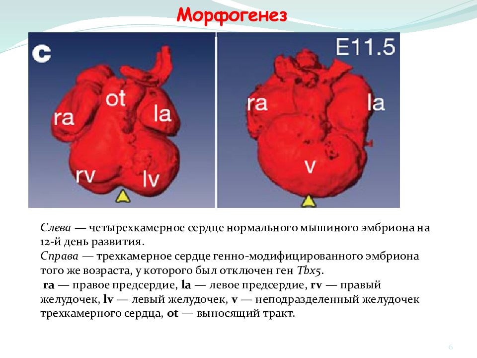 Четырехкамерное сердце. Трехкамерное двухжелудочковое сердце. Трехкамерное сердце аномалия развития. Трёхкамерное и четырёхкамерное сердце.