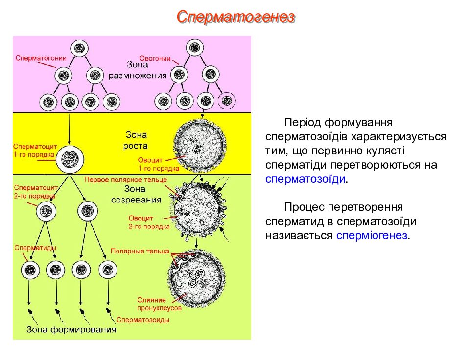 Гаметогенез у животных презентация