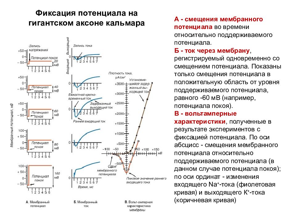 Метод фиксации напряжения на мембране. Метод фиксации потенциала. Фиксация потенциала. Метод фиксации потенциала на мембране. Patch-clamp, метод локальной фиксации потенциала.