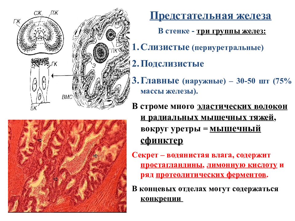 Железы группы. Схема строения предстательной железы гистология. Выводные протоки предстательной железы. Строение стенки предстательной железы. Простатическая железа железы.