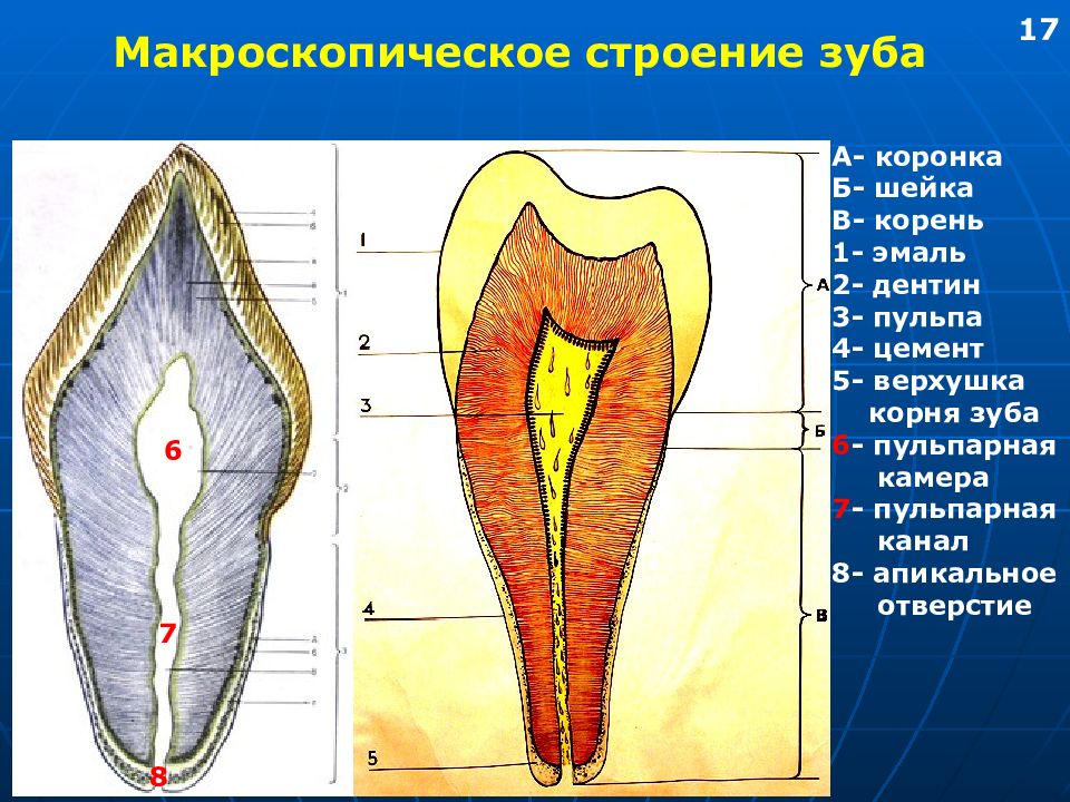 Верхушка корня. Рентгенологическая верхушка корня зуба. Физиологическая верхушка корня. Строение зуба пульпарная камера.