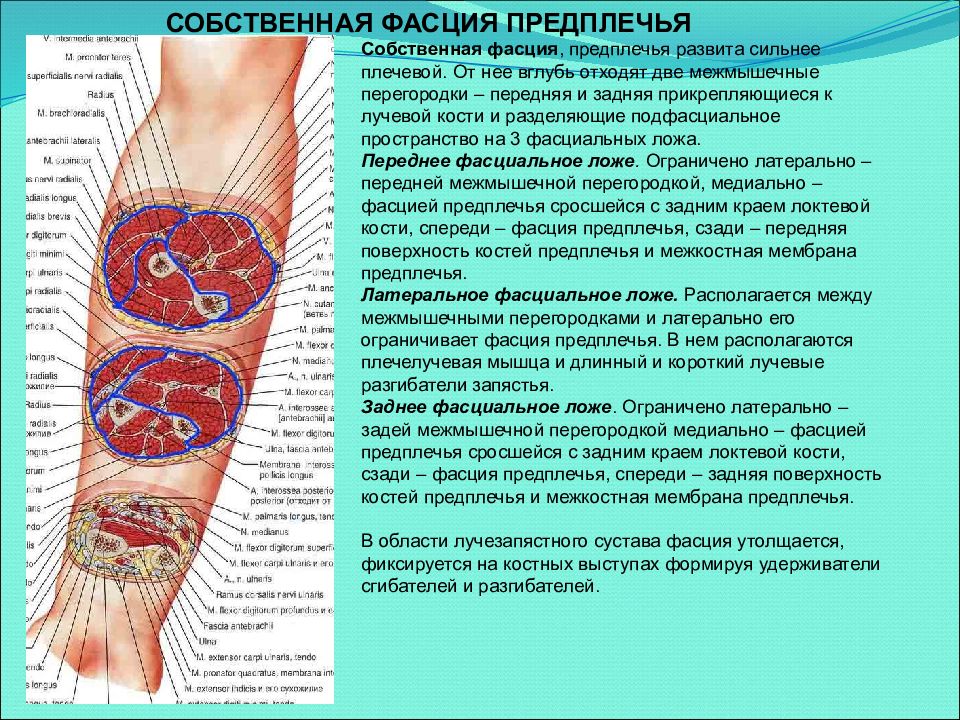 Перегородки предплечья. Переднее фасциальное ложе предплечья. Межмышечные перегородки плеча и предплечья. Межмышечные перегородки предплечья. Ложе предплечья топографическая анатомия.