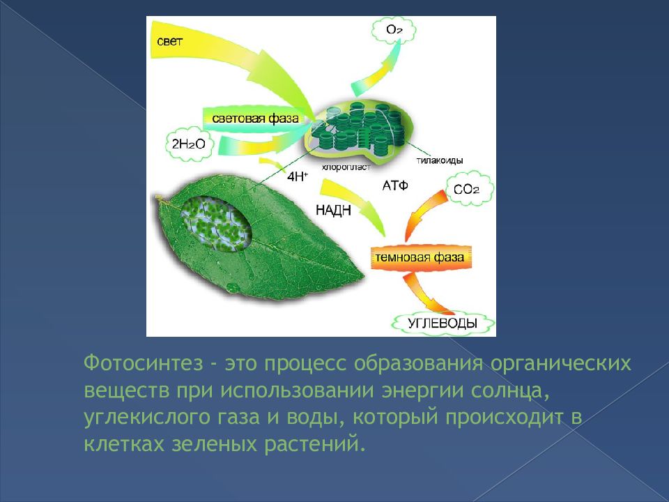 Значение фотосинтеза в природе биология 6 класс. Фотосинтез. Схема процесса фотосинтеза. Фотосинтез углекислый ГАЗ. Образование углеводов из углекислого газа и воды.