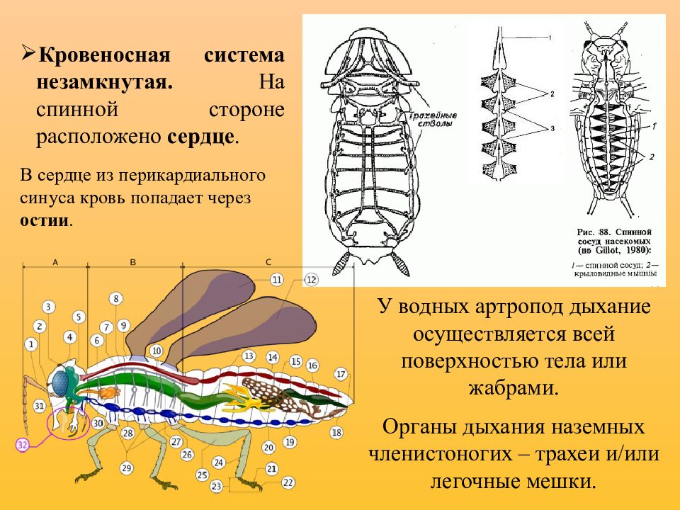 Брюшная и спинная сторона рыбы. Остии у насекомых. Остии у членистоногих. Перикардиальный синус членистоногих. Нервная система мечехвоста.