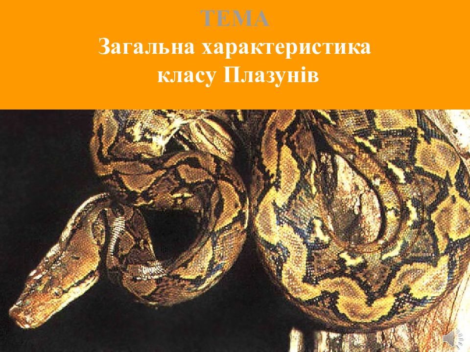 ТЕМА Загальна характеристика класу Плазунів
