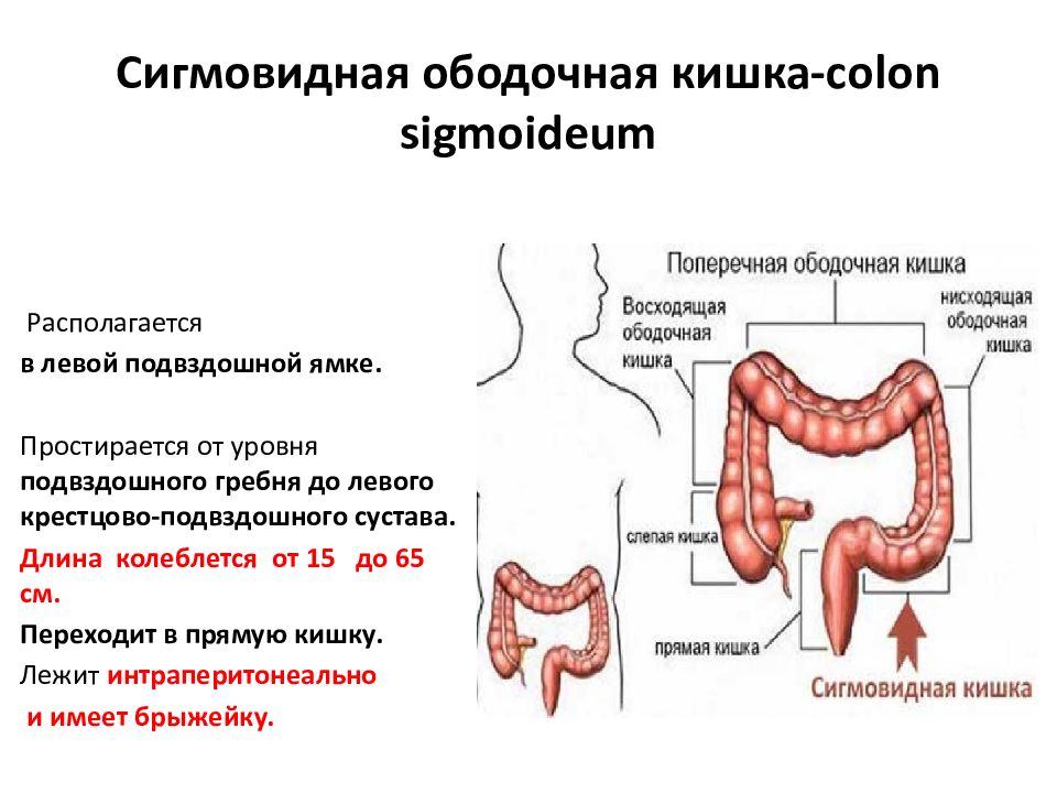 Исследование прямой и сигмовидной кишки. Связки поперечно-ободочной кишки. Сигмовидная кишка где находится и как болит. Colon sigmoideum части.