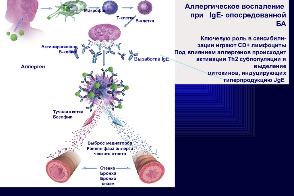 Атопическая бронхиальная астма. Этиология атопической бронхиальной астмы. Бронхиальная астма клетки. Атопическая бронхиальная астма механизм. Атопический вид бронхиальной астмы..