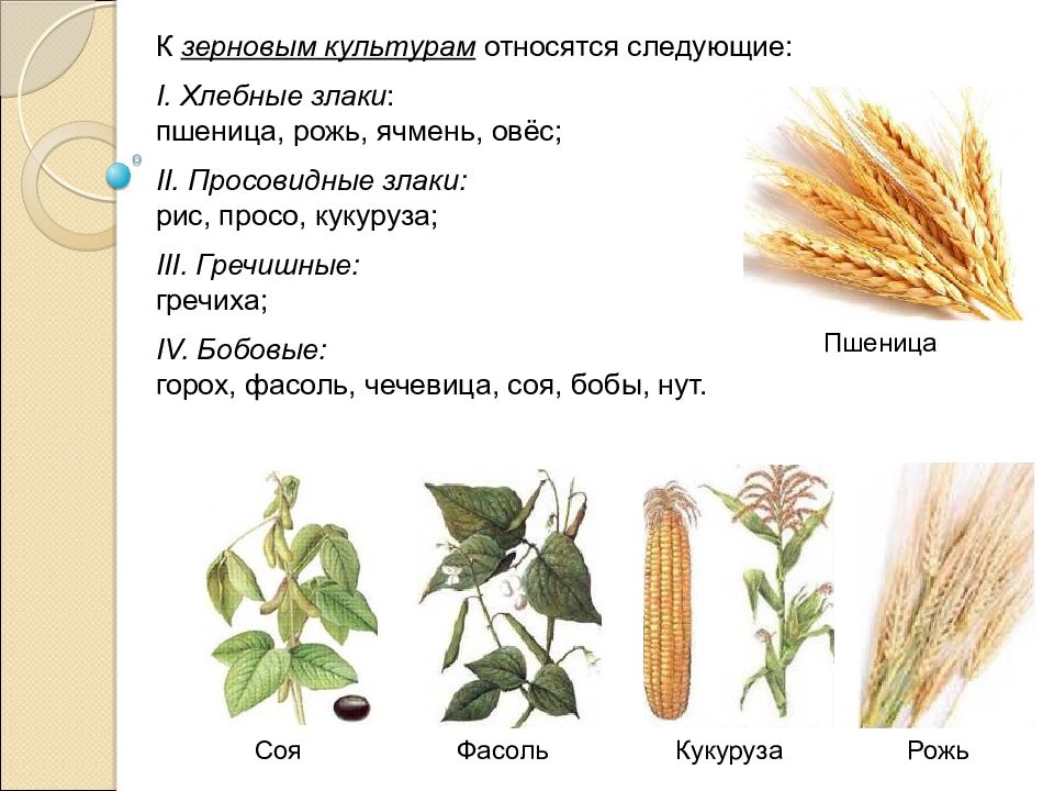 Зерновые культуры схема