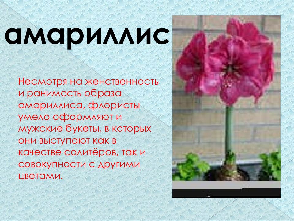 Пеларгония амариллис