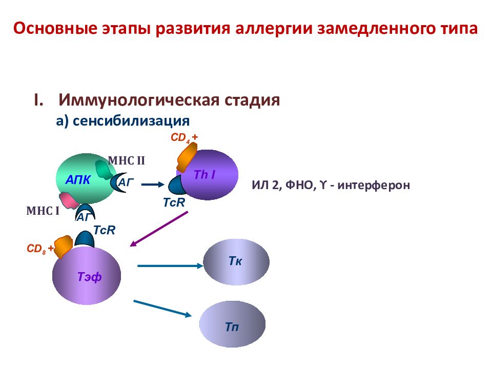 Тест на развитие реакции. Основные периоды развития аллергии. Иммунологическая стадия аллергической реакции 1 типа. Стадии развития аллергии. Сенсибилизация замедленного типа.