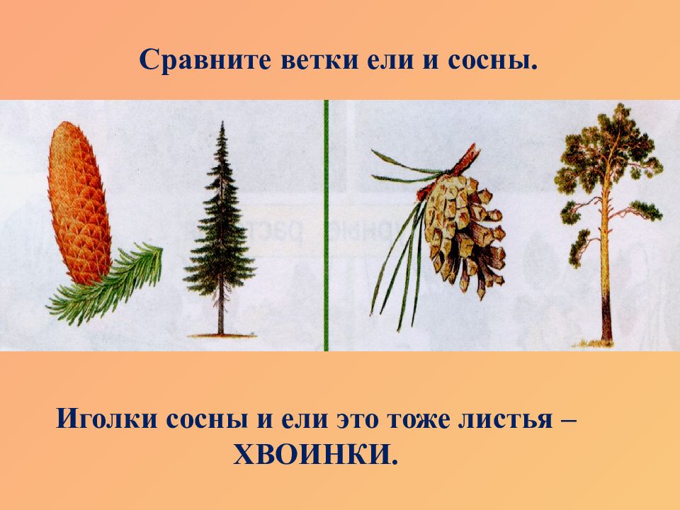 Хвоинки ели и сосны