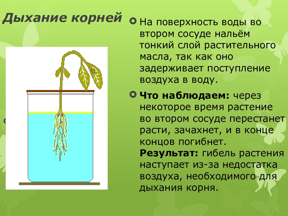 Почему изображенное на рисунке растение к корням которого не поступает воздух имеет угнетенный вид