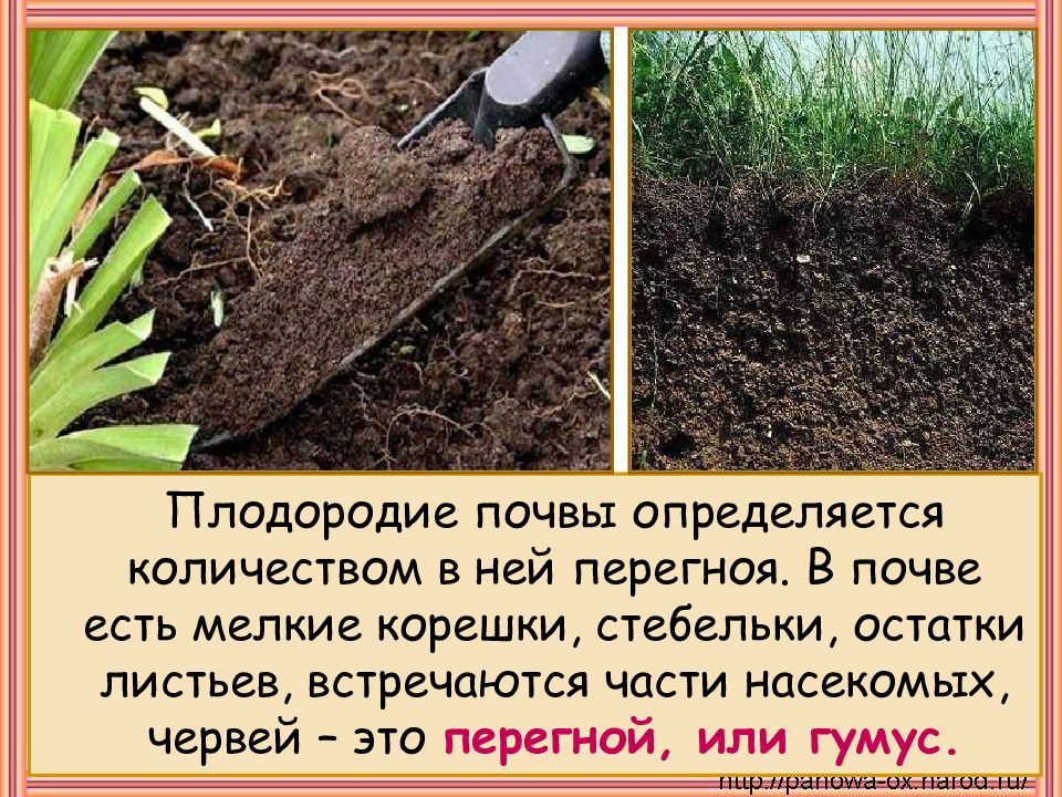 Плодородие зависит от содержания. Перегной гумус. Плодородие гумус. Гумус почвы. Плодородие почвы определяется количеством.