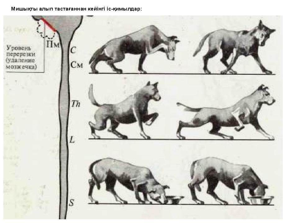 Какой участок мозга поврежден у собаки походка которой изображена на рисунке 1 спинной 2 гипоталамус