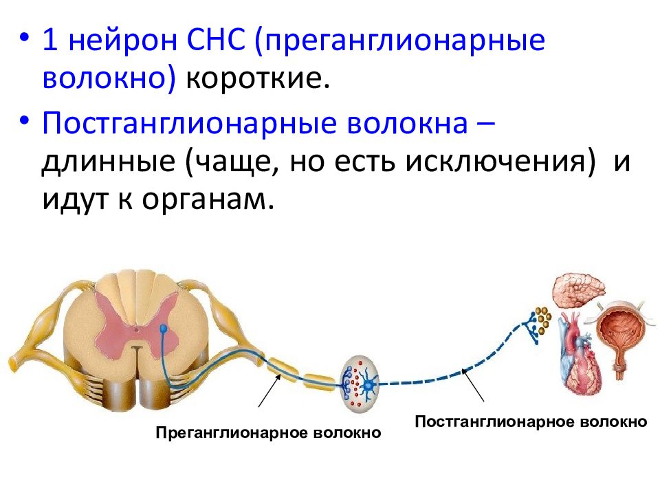 Преганглионарные симпатические нейроны