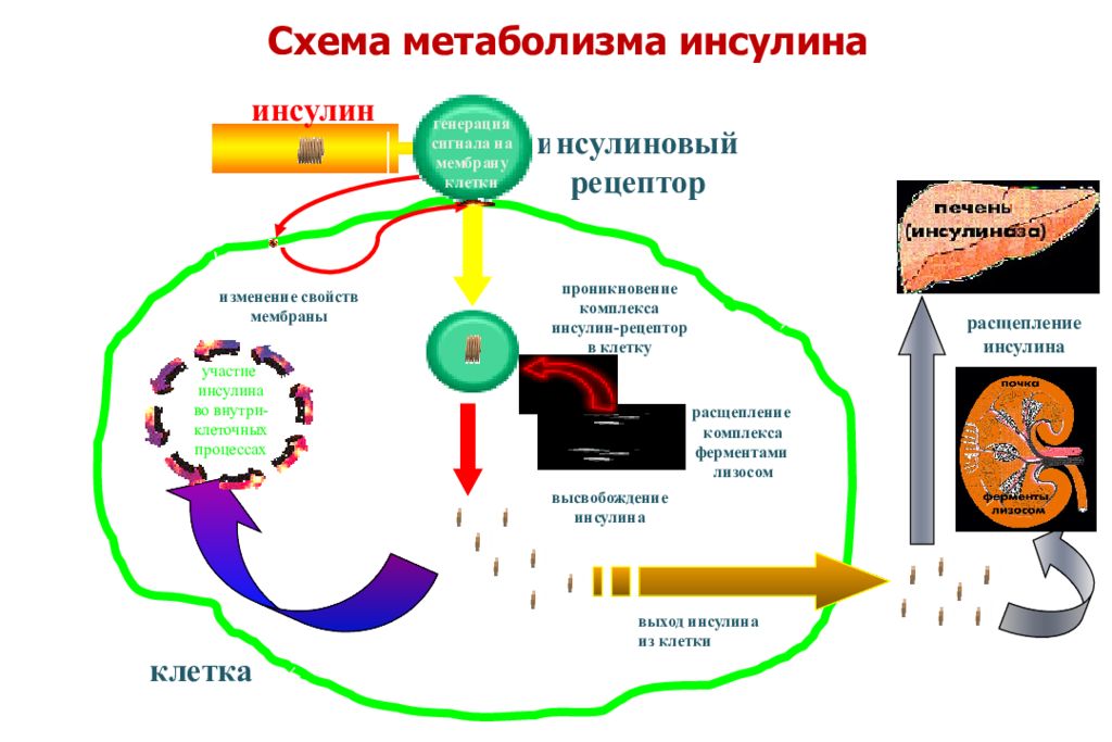 Сахарный обмен