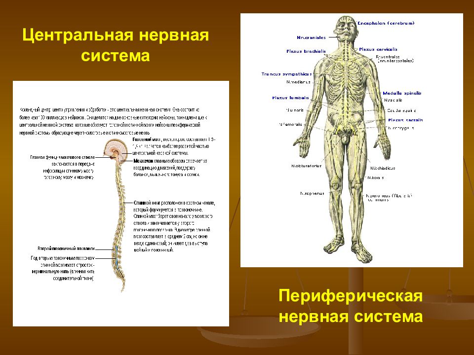 Возрастные особенности цнс презентация