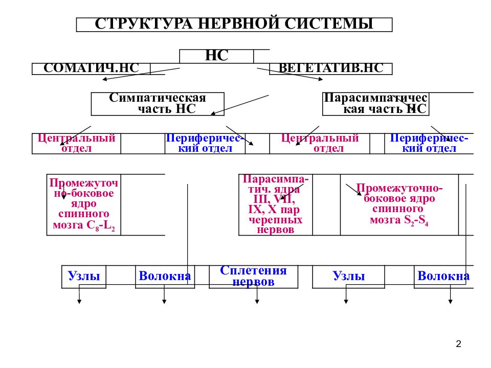 Схема классификации нервной системы