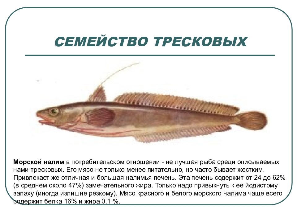 Рыба семейства буквы. Представители семейства тресковых. Рыба из тресковых. Рыба семейства тресковых морская. Рыбы семейства тресковых названия.