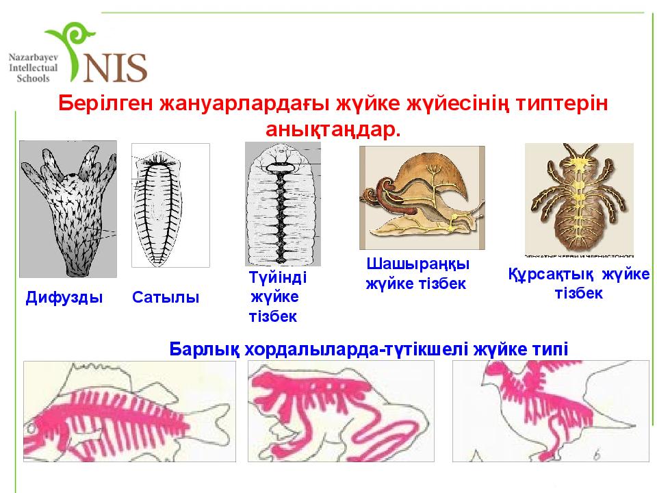 Ішкі мүшелер жұмысының жүйкелік реттелуі. Жүйке жүйесі презентация. Жүйке жүйесі дегеніміз не. Нерв жүйесі. Жүйке жүйе дегеніміз не.