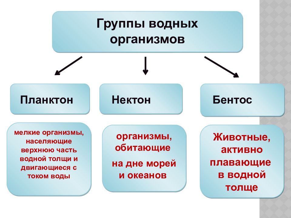 Организмы населяющие