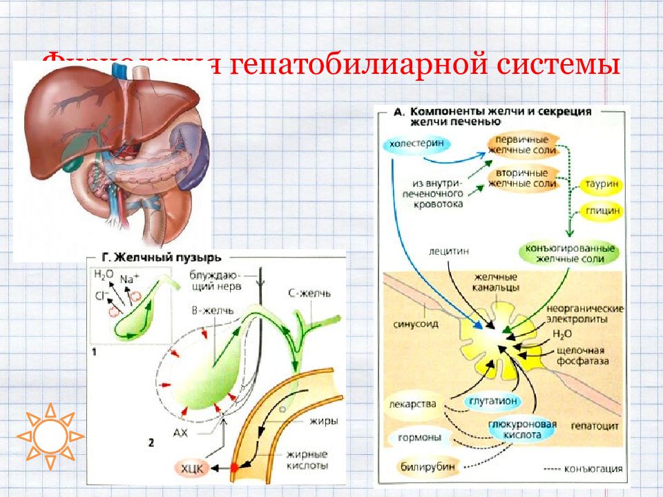 Гепатобилиарная система картинка