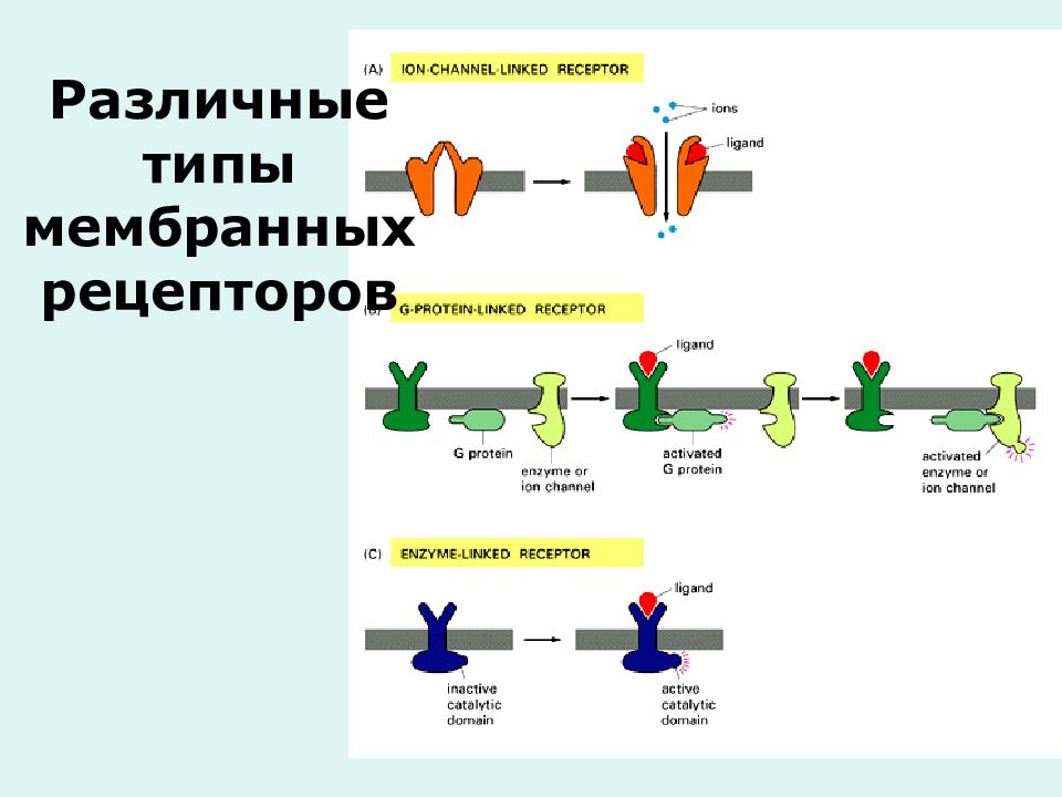 Типы мембран. Типы мембранных рецепторов. Типы рецепторов гладких мышц. Мембранные рецепторы физиология. Ядерные рецепторы физиология.