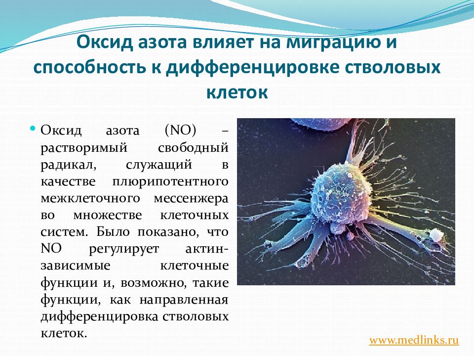 Что такое стволовые клетки простыми. Стволовые клетки дифференцировка. Стволовая клетка дифференцировка. Способность дифференцироваться в клетки. Мезенхимальные стволовые клетки дифференцировка.